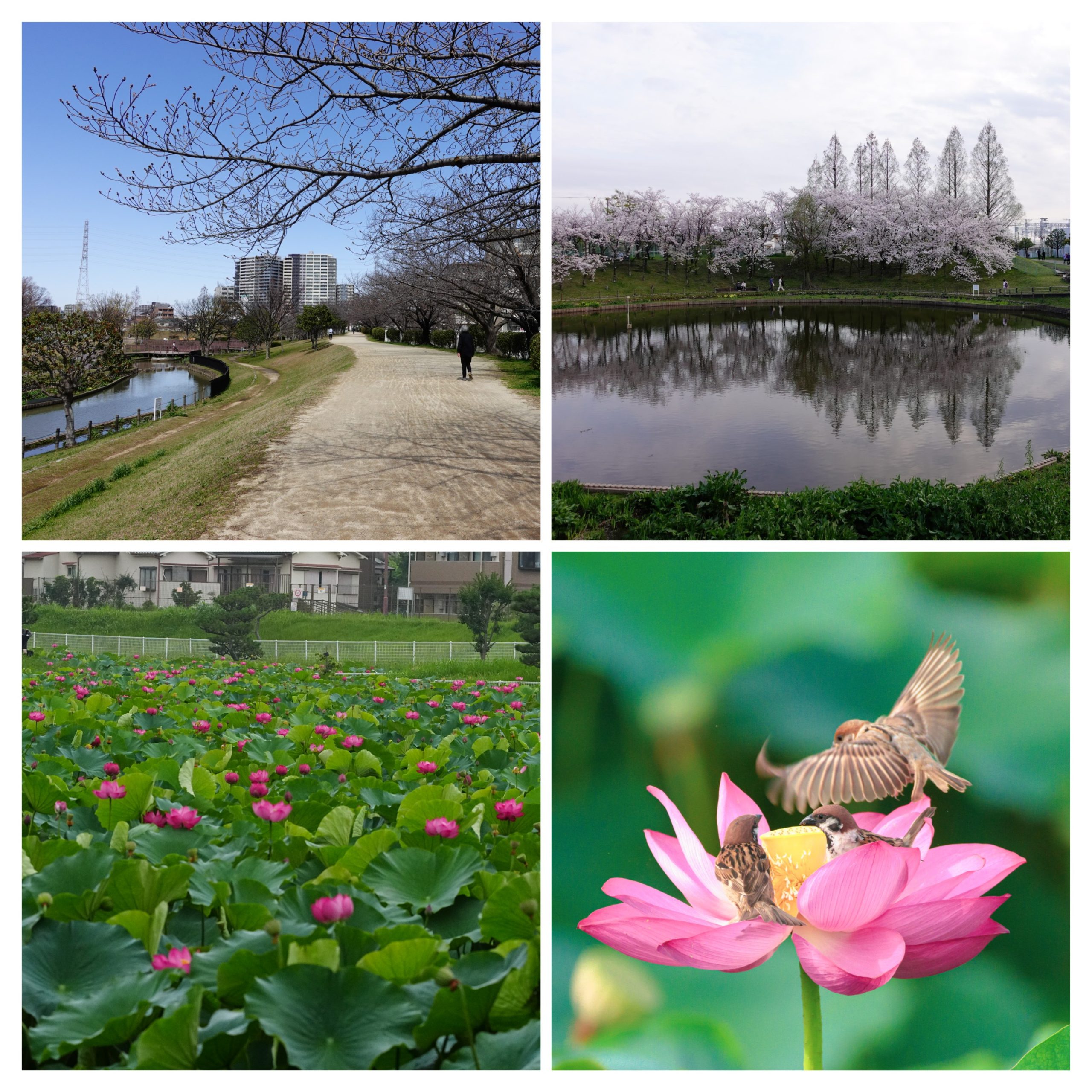 リバーサイド中もず 公園：白鷺公園　1523m